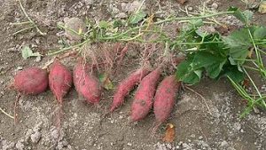 Freshly-dug sweet potato plants with tubers